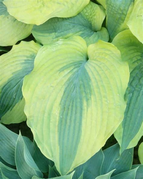 reduce shock when transplanting hostas|plants drooping after transplant.